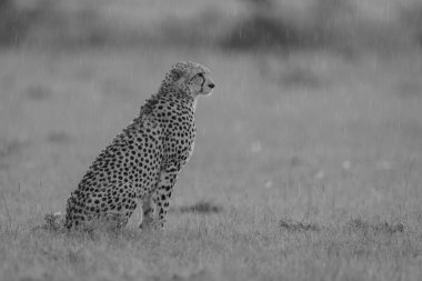 Mono cheetah sits on grass in rain clipart