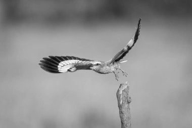 Leylak göğüslü silindir kütükten havalanıyor.