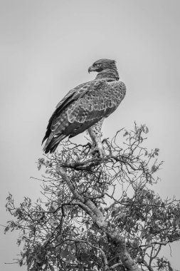 Mono savaş kartalı ağaç tepesinden geriye bakıyor