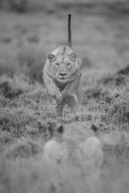 Mono dişi aslan çimenlerde kız kardeşe doğru atlıyor.