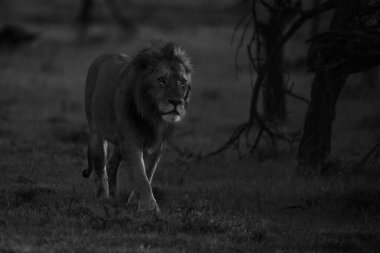 Mono lion walks past bushes at sunrise clipart