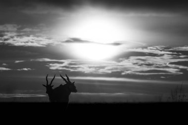 Mono eland 'lar gün batımında siluet halinde dururlar