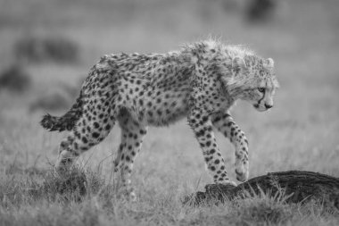 Mono cheetah cub steps onto dead log clipart