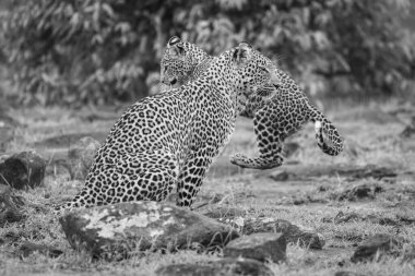 Mono cub jumps past leopard among rocks clipart