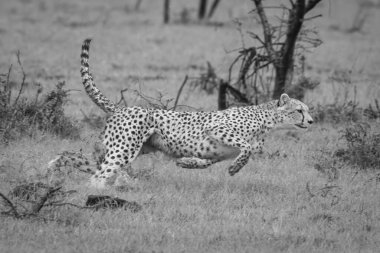 Mono cheetah splashes through puddle in savannah clipart