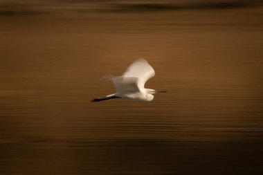 Yavaş yavaş uçan küçük balıkçıl tavası