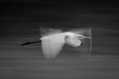 Akbalıkçıl tekli yavaş yavaş alçaktan uçar