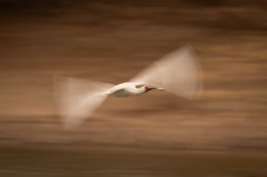 Afrika kaşığının yavaş bir kısmı uçup gidiyor