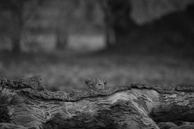 Tek erkek leopar ölü kütüğün üzerinden gözetliyor.