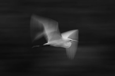 Mono slow pan of egret flapping wings clipart