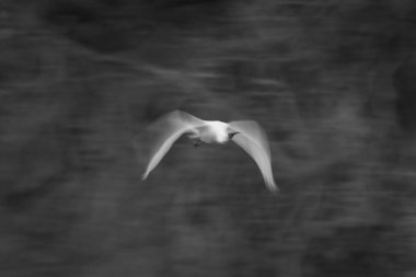 Kaşık gagasının yavaş tepsisi ağaçların arasından geçiyor