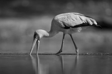 Mono stork looks for food in pond clipart