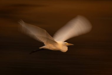 Büyük balıkçılların yavaş akıntısı takip eder