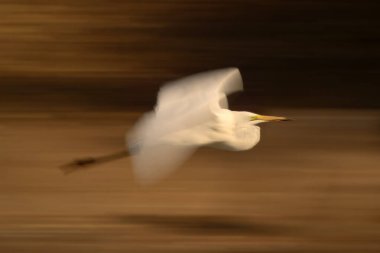 Büyük balıkçıl yavaş yavaş uçup gidiyor.