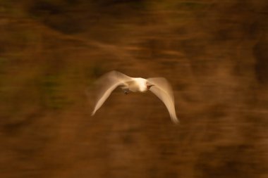 Afrika kaşık gagasının yavaş tepsisi ağaçları geçiyor