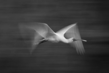 Bankaları takiben kaşık faturalarının yavaş tekdüzeliği