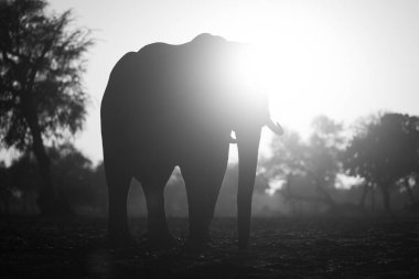 Mono African elephant stands silhouetted by sun clipart