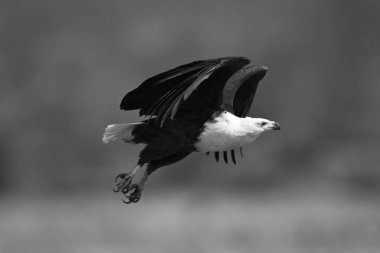 Mono African fish eagle flies from riverbank clipart