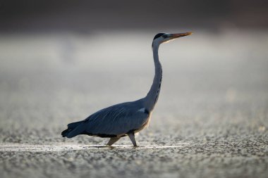 Gri balıkçıl gölet başında yürüyor.