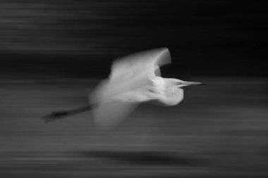 Akbalıkçıl tekli yavaşça geçip gidiyor.