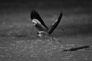 Melez göğüslü patenler kanat çırpıyor.