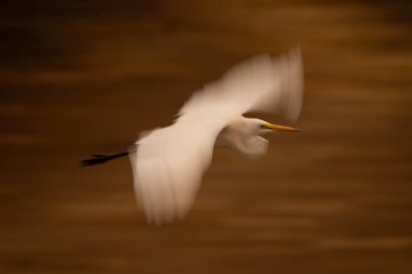 Büyük balıkçıl akıntısının yavaş tepsisi