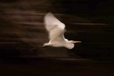 Büyük balıkçıl kanatlarının yavaş tavası