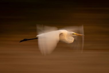 Büyük balıkçılların yavaş tavası alçaktan uçuyor