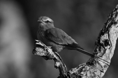 Daldaki tek göğüslü silindir kamera izliyor.