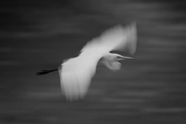 Akbalıkçıl tekli nehir kenarından geçiyor.