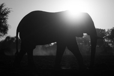 Mono African elephant passes camera at sunrise clipart