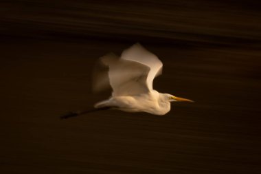 Nehrin üzerinde büyük balıkçılların yavaş tavası