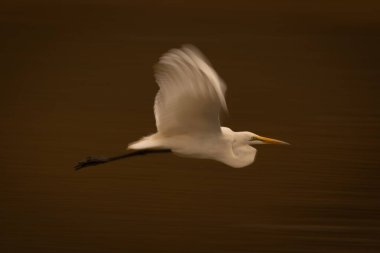 Nehrin yukarısında büyük balıkçılların yavaş tavası