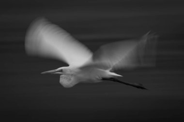 Akbalıkçılların tek bir yavaş tepsisi.