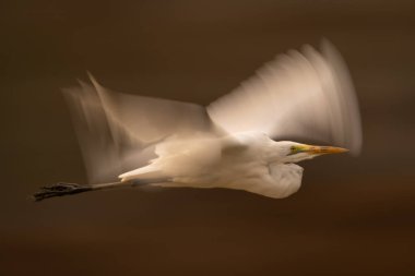 Büyük balıkçıl akıntısının yavaş akıntısı