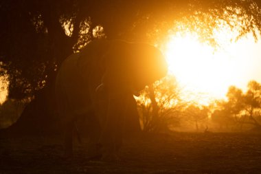 Afrika fili şafakta ağaçta duruyor.