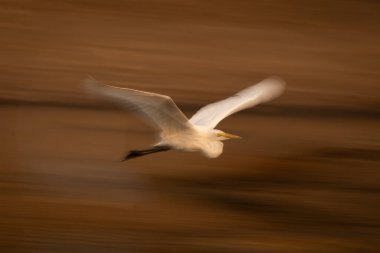 Nehir kıyısını takip eden büyük balıkçılların yavaş tavası