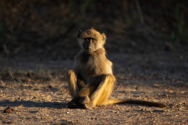 Chacma babunu kameraya dönük olarak yerde oturuyor.