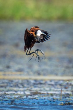 African jacana about to land on lilies clipart