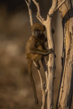 Bebek Chacma babunu çalılıklarda feneri var.