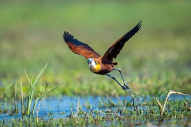 African jacana takes off from shallow river clipart