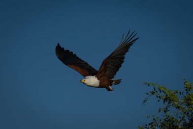 African fish eagle taking off from branches clipart