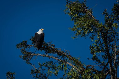 African fish eagle perches under blue sky clipart