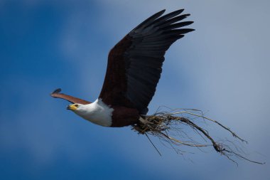Afrika balık kartalı yuva malzemesi taşıyarak süzülüyor