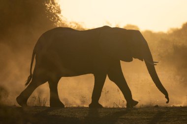 Afrika fili karanlık çöktüğünde tozlu ovayı geçer.