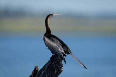 Afrikalı dartçı ağaç kütüğünde başını çeviriyor