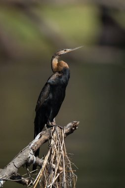 Günışığı günlüğünde Afrikalı darter profili