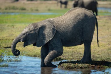 Afrika fili nehirden su içmek için eğilir.