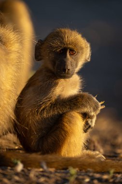 Bebek Chacma babunu kameraya doğru dönüyor.