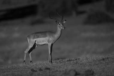 Mono erkek Impala su baskını sahasında kamera izliyor.